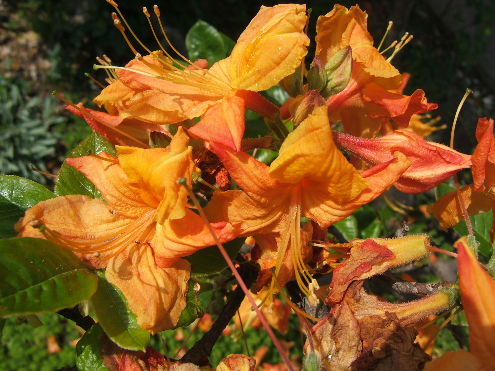 Rhododendron calendulaceum